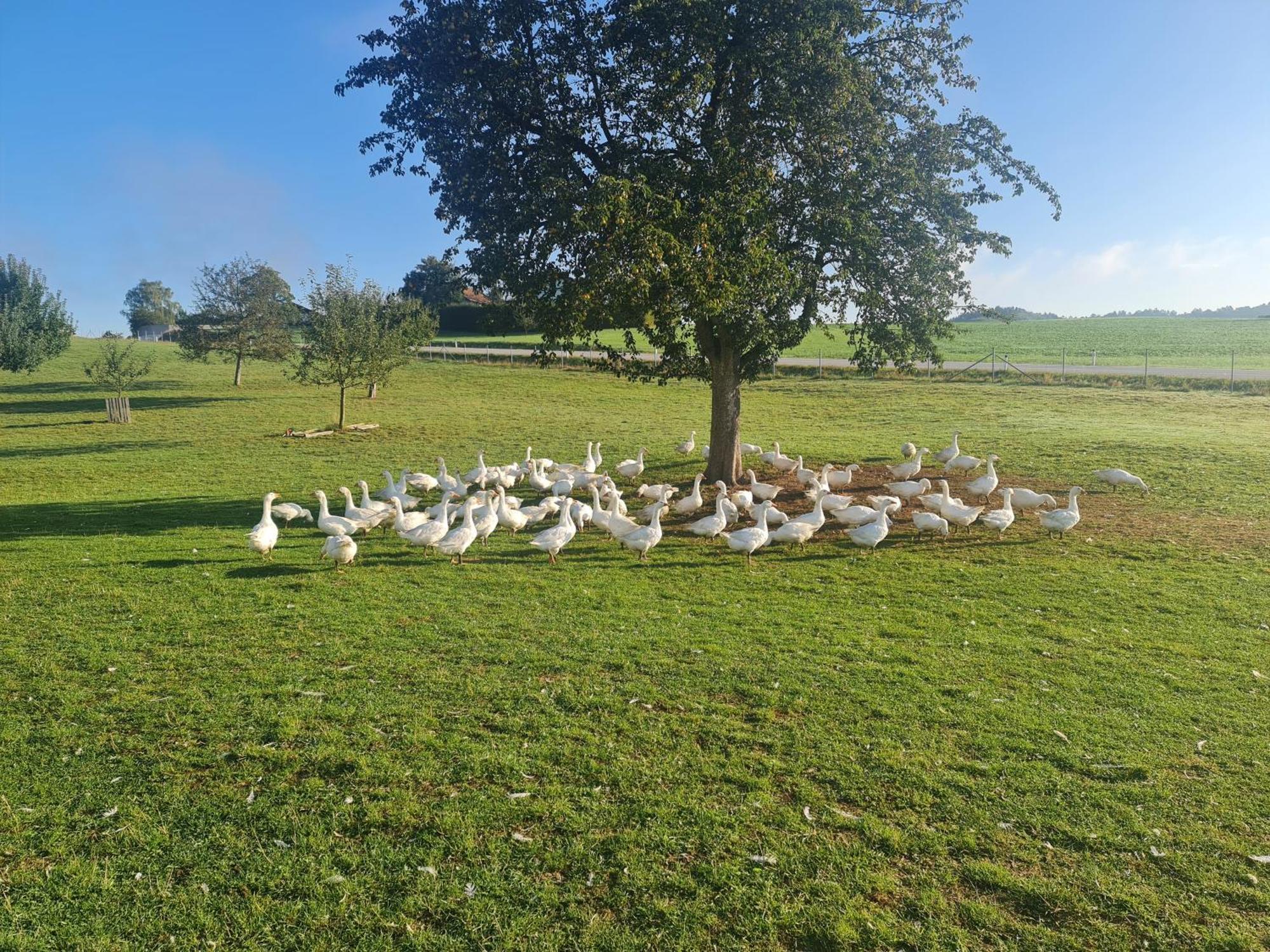 Landgasthof Entenwirt Tarsdorf Buitenkant foto